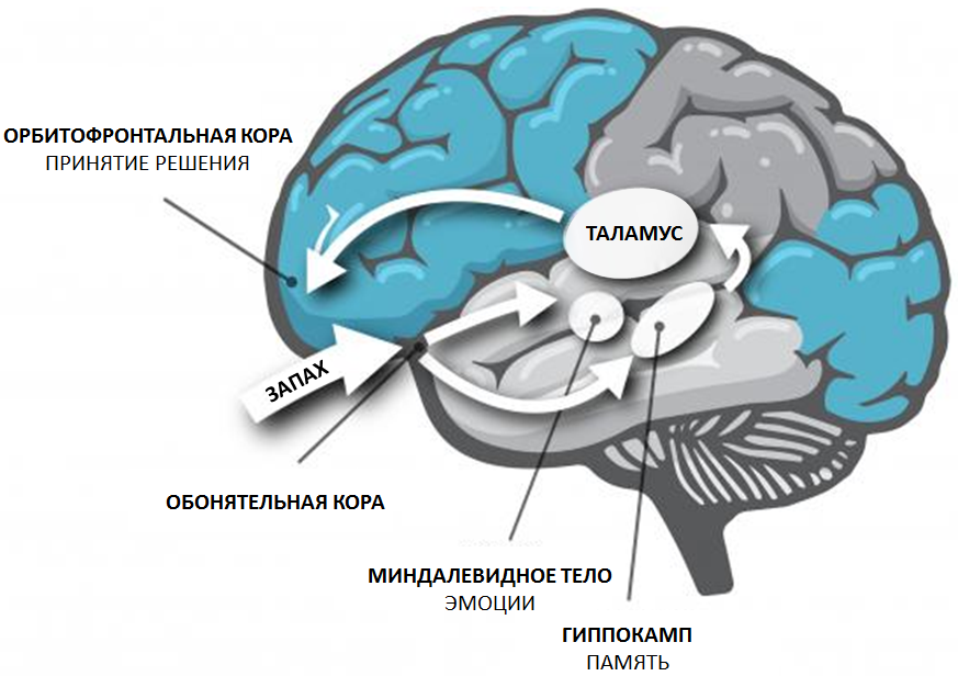 BRAIN RU 3